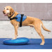 Fitpaws Disc De Echilibru Pentru Animale De Companie, Albastru, 36 Cm