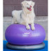 Fitpaws Minge De Echilibru Animale De Companie Trax Donut Violet 55 Cm