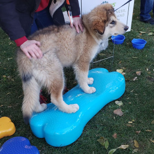 Fitpaws Platformă Echilibru Animale De Companie Giant K9Fitbone, Pvc