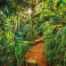 Komar Fototapet Mural Jungle Trail, 368 X 254 Cm