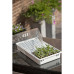 Nature Set Cu Propagator Pentru Plante, 55 X 31 X 22 Cm, 6020203