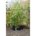Nature Folie Împotriva Rădăcinilor, 0,7 X 3M Hdpe Negru 6030226