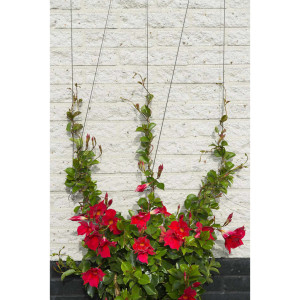 Nature Set Cabluri Spalier Pentru Plante Cățărătoare, 6040760