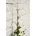 Nature Set Cabluri Spalier Pentru Plante Cățărătoare, 6040760