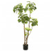 Emerald Arbore Artificial Polyscias, 135 Cm, 420292