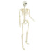 Schelet De Halloween 2 Pcs Alb 85 Cm Pvc