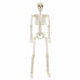 Schelet De Halloween 2 Pcs Alb 85 Cm Pvc
